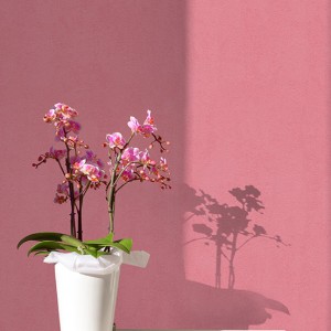 آلبوم کاغذدیواری پنتونکست pantonext (3)  کد 201262