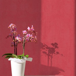 آلبوم کاغذدیواری پنتونکست pantonext (3)  کد 201260