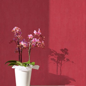 آلبوم کاغذدیواری پنتونکست pantonext (3)  کد 201259