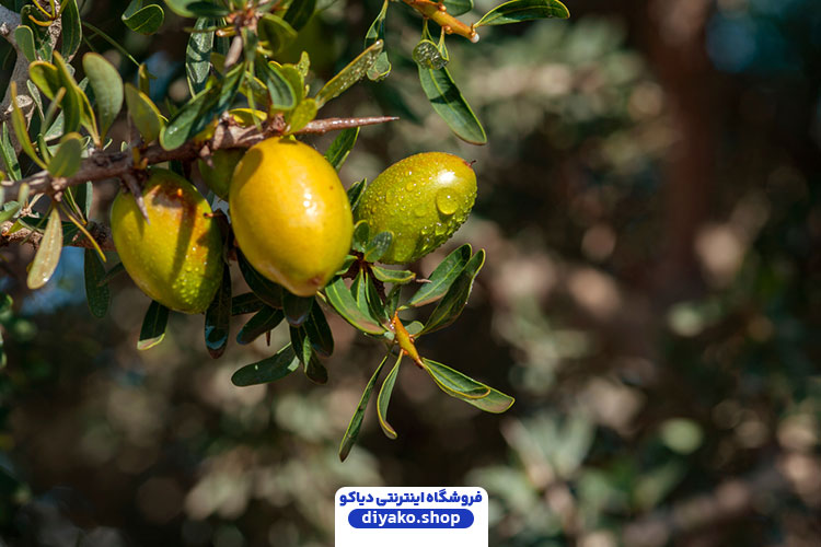 خواص شگفت انگیز روغن آرگان برای مو 