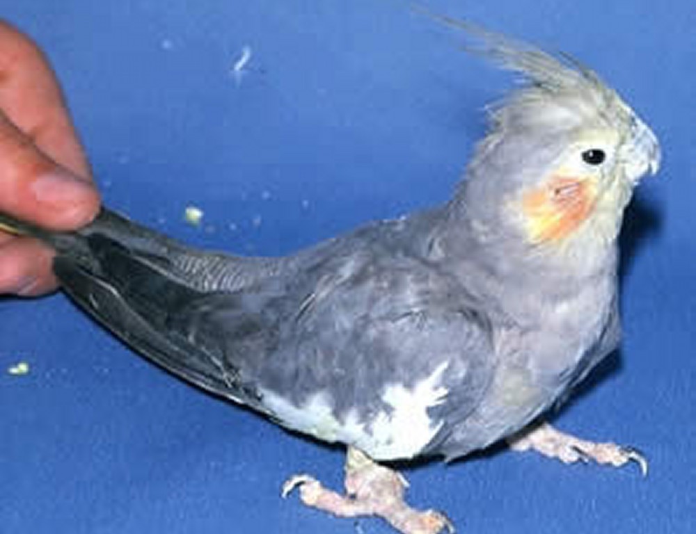 انگل ژیاردیازیس در پرندگان