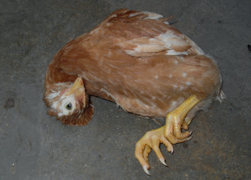 بیماری نیوکاسل حاد پرندگان