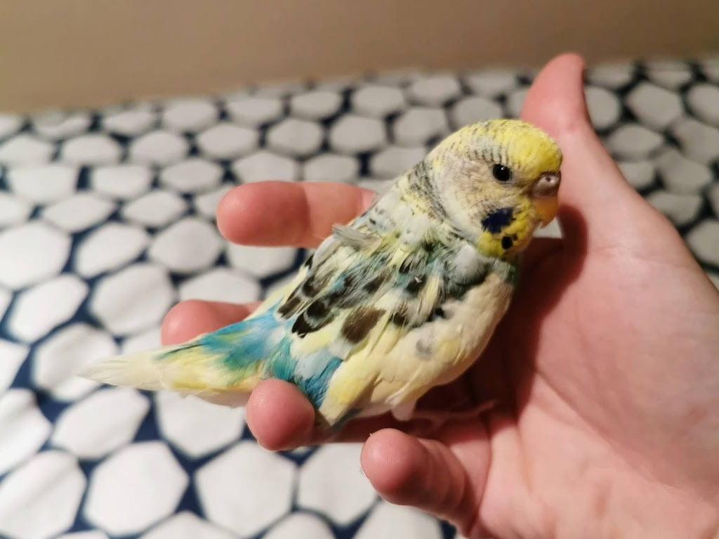 بیماری پولیوما ویروس پرندگان