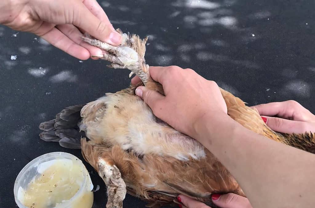 مایت  یا  جرب پوسته پوسته کننده