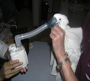 بیماری های تنفسی در پرندگان