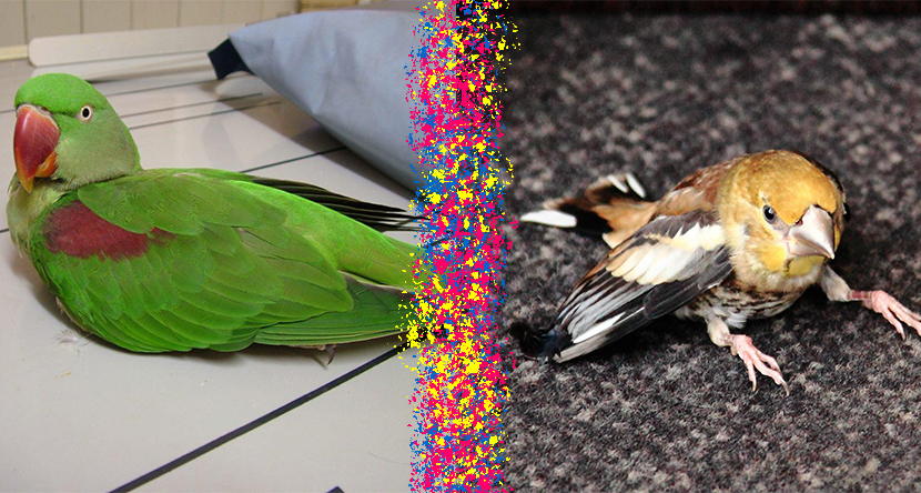 آتاکسی  یا عدم تعادل در پرندگان