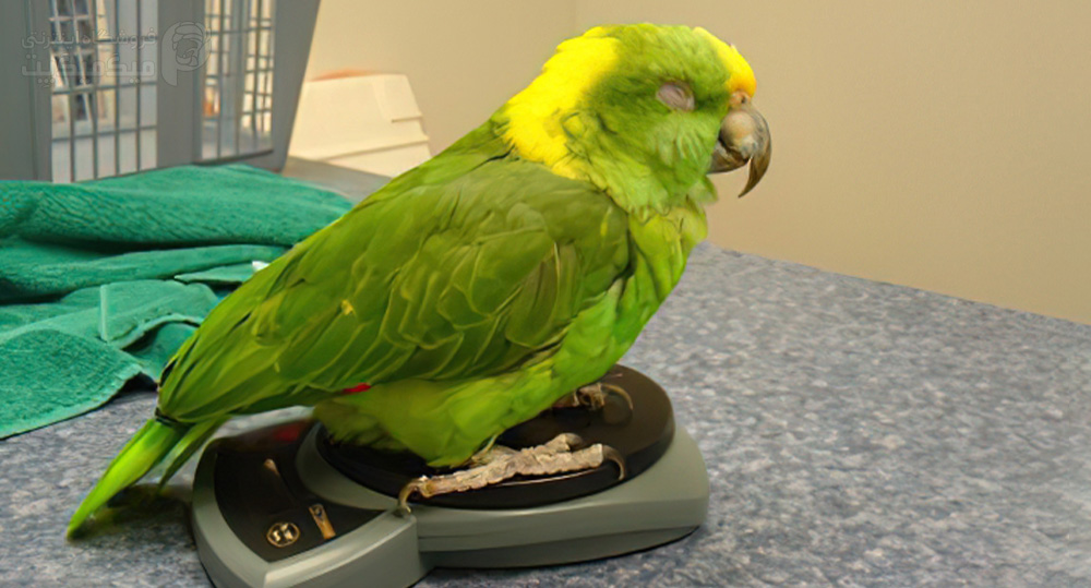 علائم بیماری در پرندگان