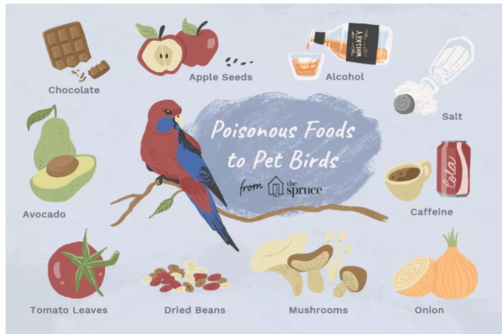 چه غذاهایی می توانند طوطی را بکشند؟