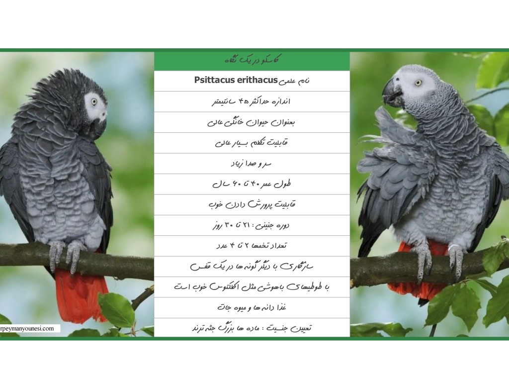 کاسکو یا طوطی خاکستری آفریقایی