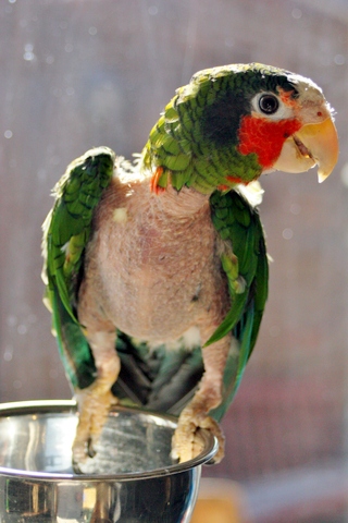 پر کنی در پرندگان