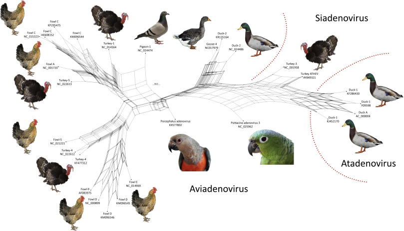 آدنوویروس های پرندگان (AVIADENOVIRUSES):