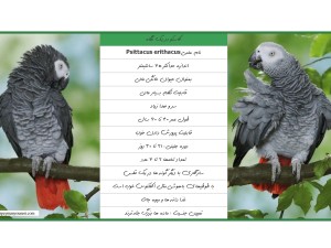 کاسکو یا طوطی خاکستری آفریقایی