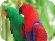 طوطی اکلکتوس