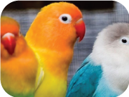 طوطی برزیلی (لاوبرد)