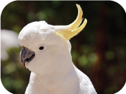 طوطی های کاکاتو-کاکادو