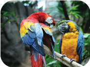 طوطی های ماکائو-آرا