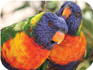 طوطی لوری و لوری کیت