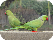 طوطی سبز-ملنگو