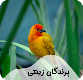 پرندگان زینتی