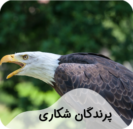 پرندگان شکاری