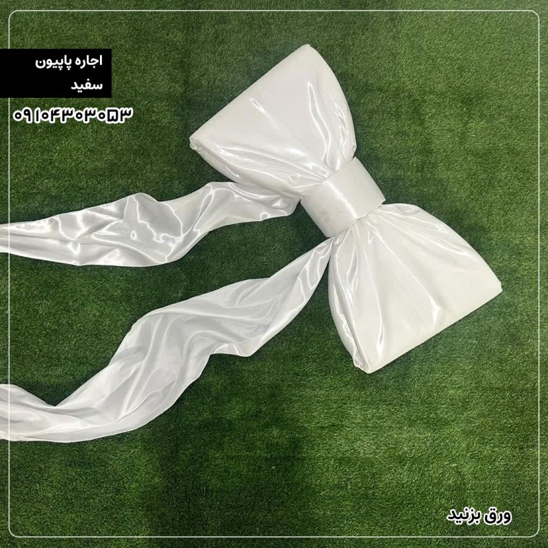 اجاره پاپیون سفید  04