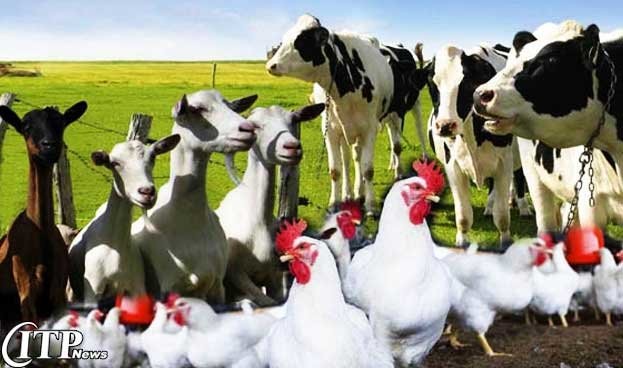 poultry