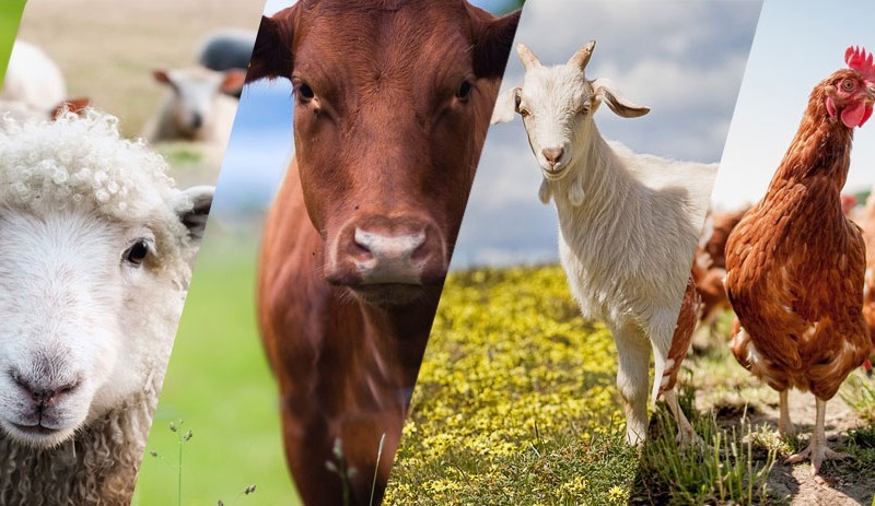 Livestock