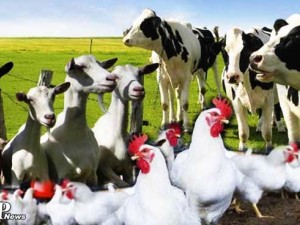 Livestock are the domesticated animals raised in an agricultural setting to produce labor and commodities such as meat, eggs, milk, fur, leather, and wool. The term is sometimes used to refer solely to those that are bred for consumption, while other time