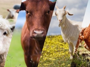 Livestock and poultry