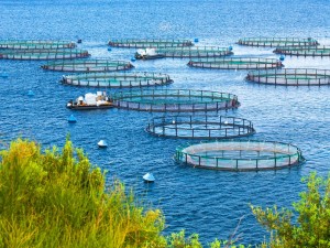 Aquaculture is the breeding, rearing, and harvesting of fish, shellfish, algae, and other organisms in all types of water environments. ... There are two main types of aquaculture—marine and freshwater. NOAA efforts primarily focus on marine aquaculture,