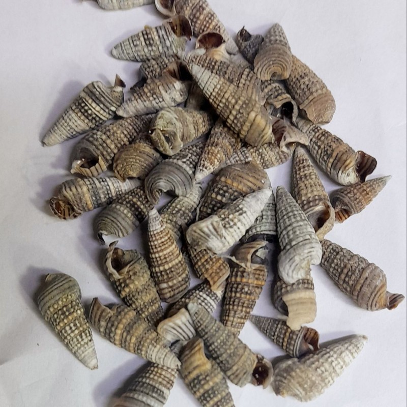 صدف هلزونی تیره کوچک