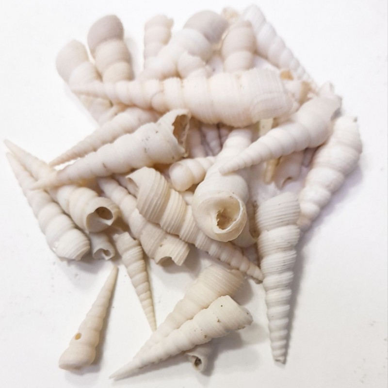 صدف حلزونی روشن متوسط