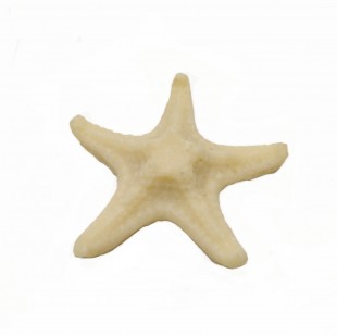 ستاره دریایی059