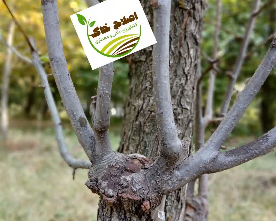 پیوند انواع درختان میوه