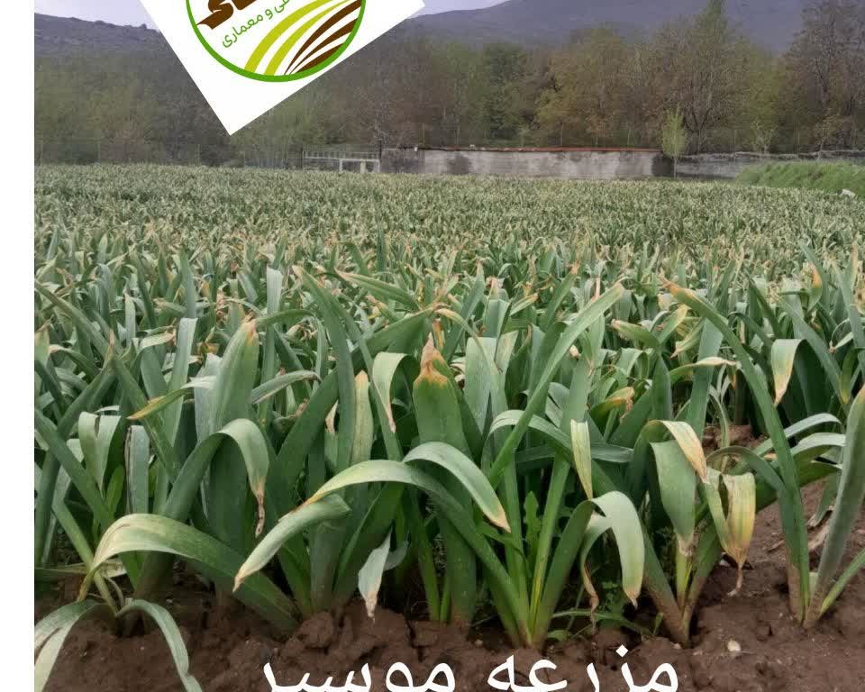 خرید وفروش سیر وموسیر(بذر سیر ، موسیر وپودر سیر)