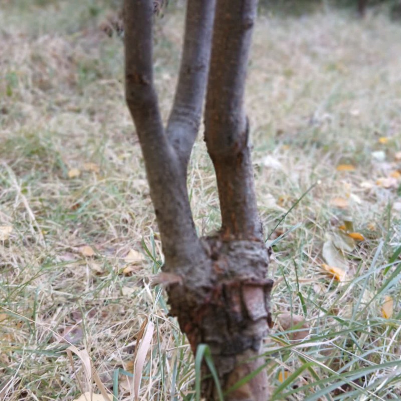 پیوند انواع درختان میوه