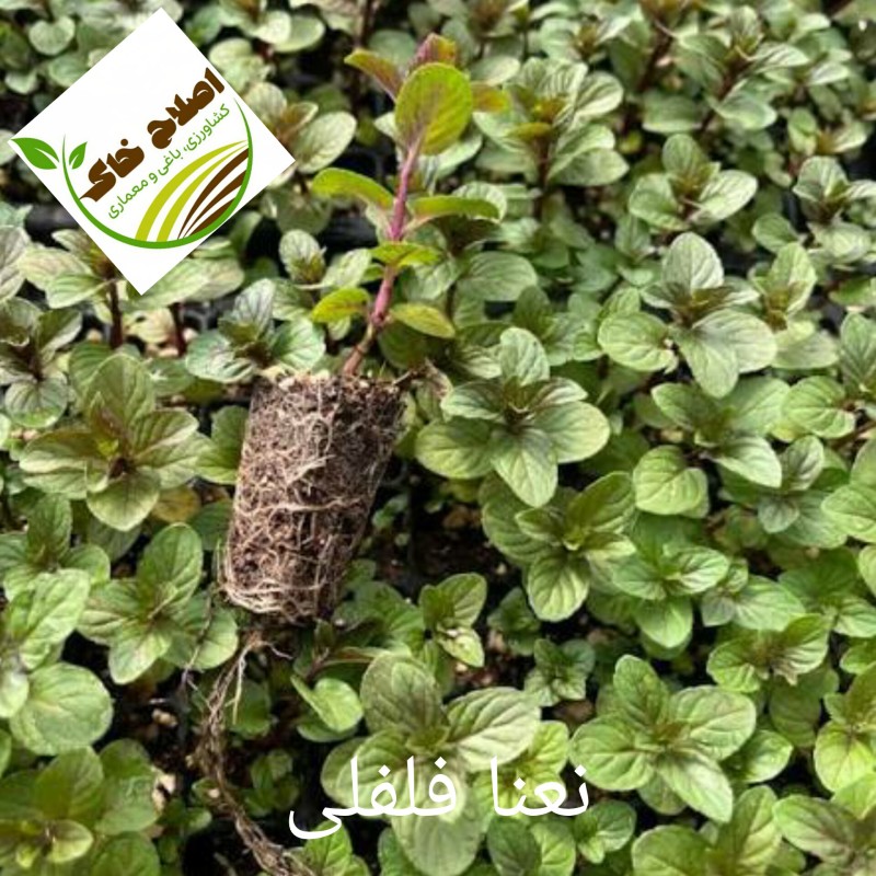 نشا گیاهان دارویی ونشا صیفی جات