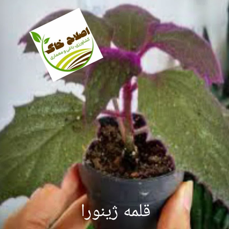 قلمه گل زینتی،قلمه درختان خاص،قلمه گیاهان دارویی