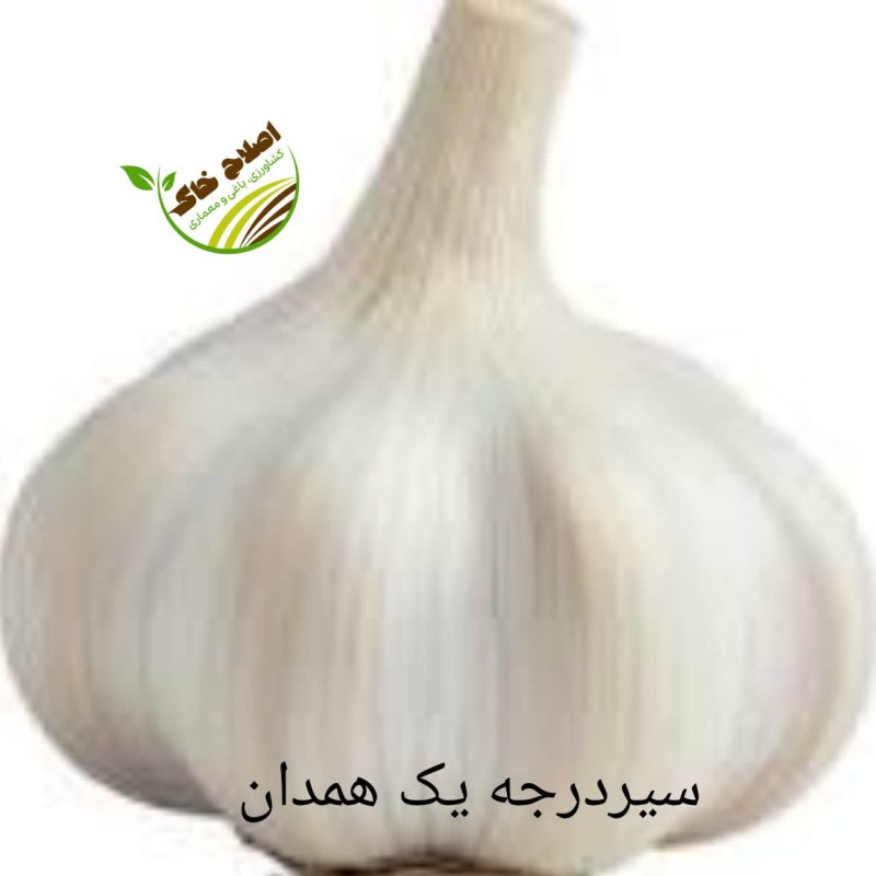 فروش انواع بذر سیر وموسیر وفروش سیر وموسیر