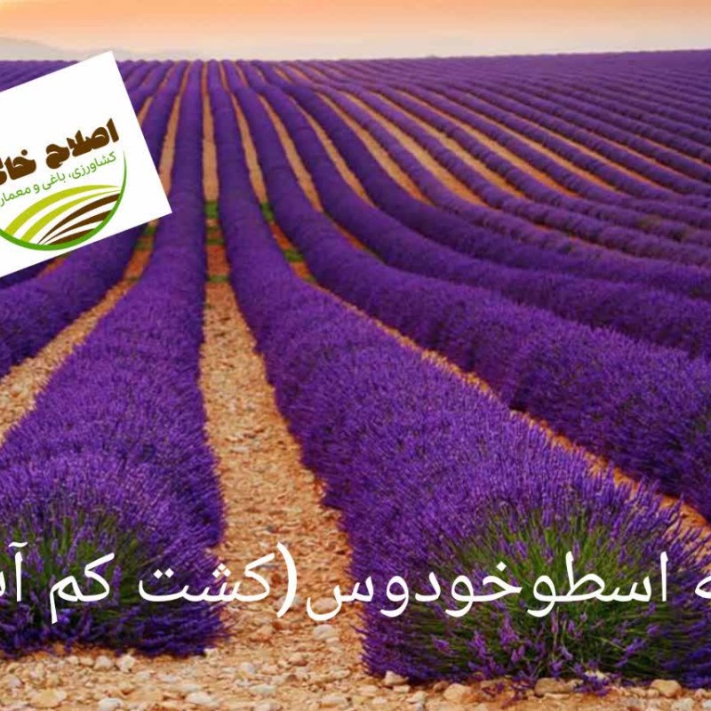 کشت کم آب بر