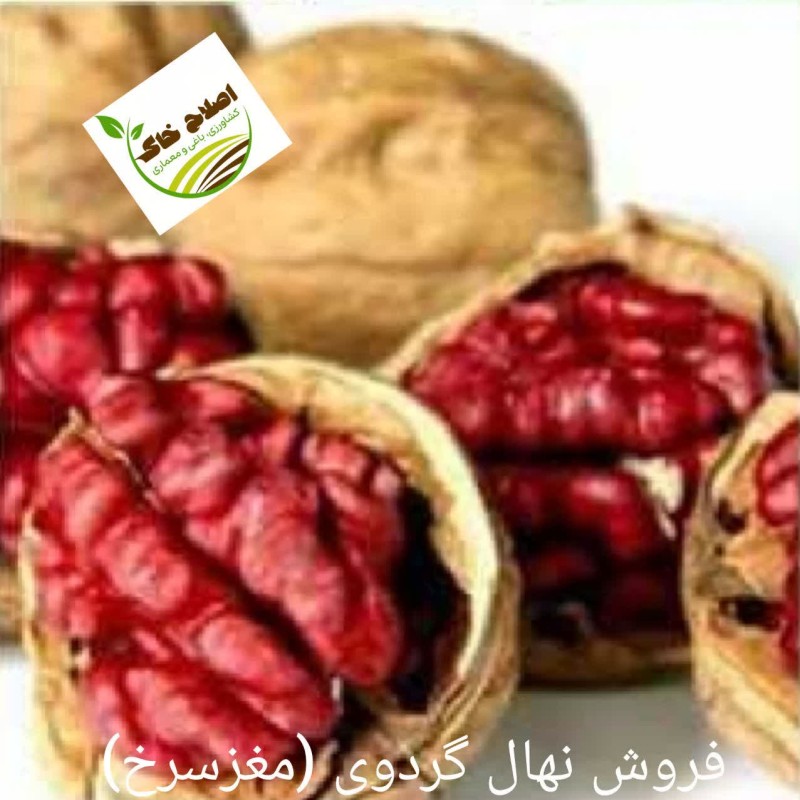 فروش انواع نهال های مثمر وغیر مثمر