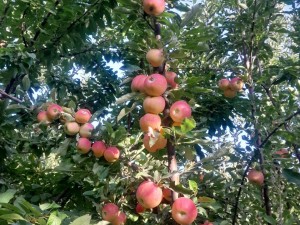 مطلب شماره یک وبلاگ