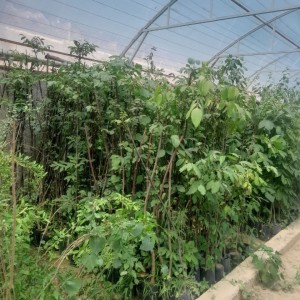 محصول شماره پنج