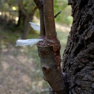 محصول شماره سه