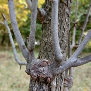 محصول شماره سه