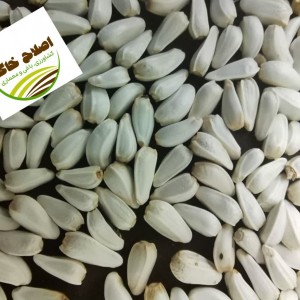 محصول شماره پنج