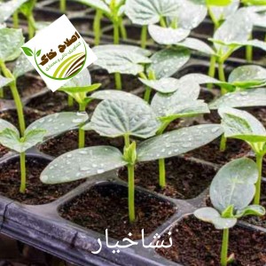 نشا گیاهان دارویی