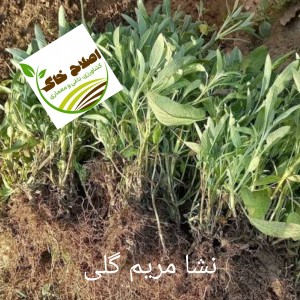 نشا گیاهان دارویی