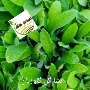 نشا گیاهان دارویی