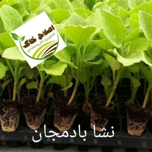 نشا گیاهان دارویی